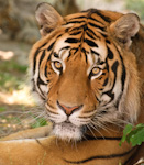 Zoo Animals