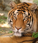 Zoo Animals
