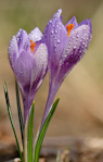 Winter - Spring 2009