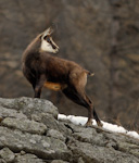 P.N. Gran Paradiso