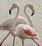Camargue (birds and other animals)