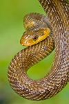 Beigua Antola Aveto: Macro-Reptiles