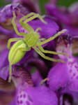Beigua Antola Aveto: Macro-Other Animals