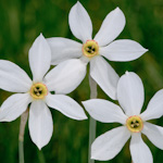 Beigua Antola Aveto: Macro-Plants
