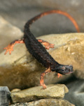 Beigua Antola Aveto: Macro-Amphibians