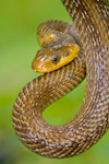 Beigua Antola Aveto: Macro-Reptiles