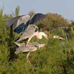 Camargue