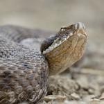 Macro in Maremma